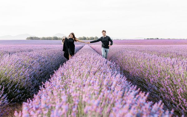 Valensole e i campi di lavanda